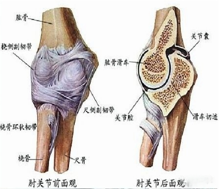 Formation and treatment of tennis elbow (1)